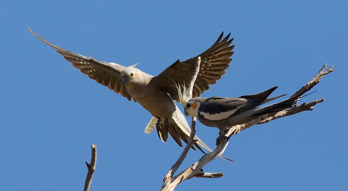 Ninfa sacudiendo las plumas y liberando una nube fina de polvo