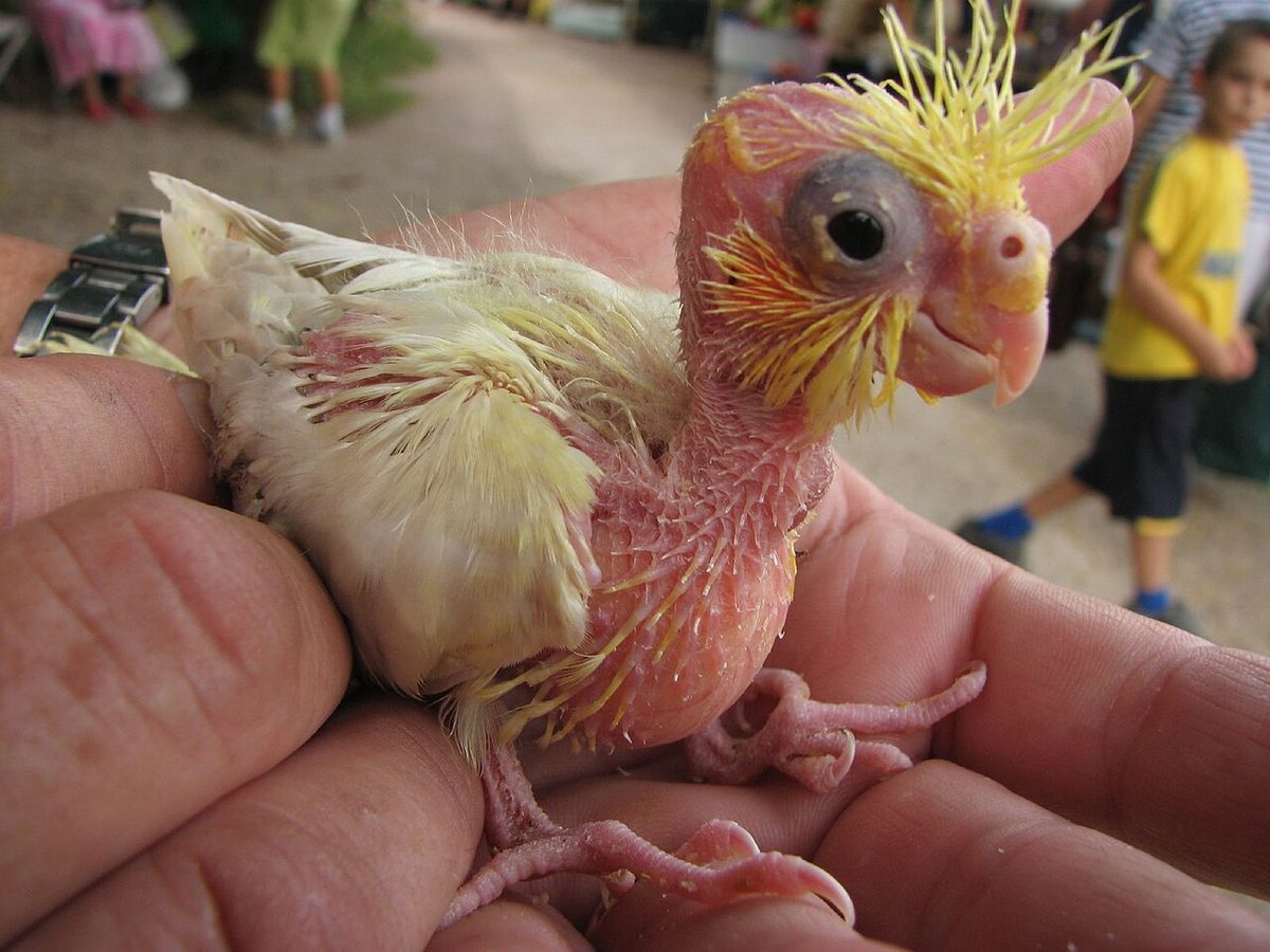 Ninfa en muda con cañones de plumas nuevas en la cabeza