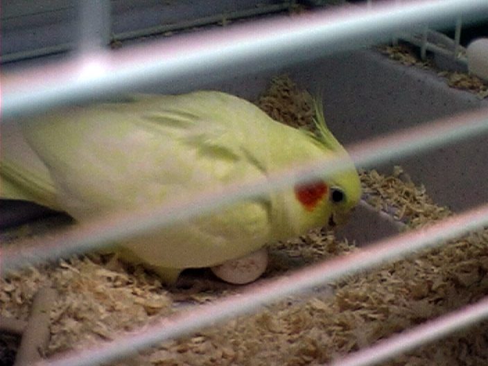 Hembra de ninfa junto a huevos infértiles en el fondo de la jaula