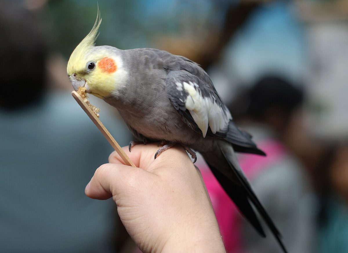 Ninfa comiendo verdura fresca en un comedero junto a pienso